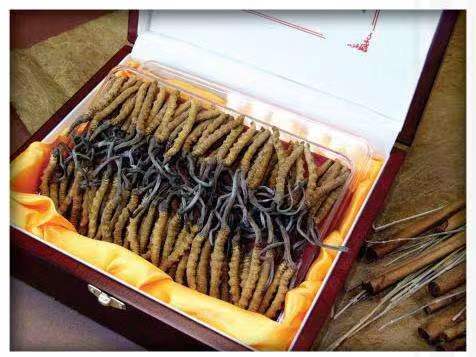 军垦路街道冬虫夏草回收